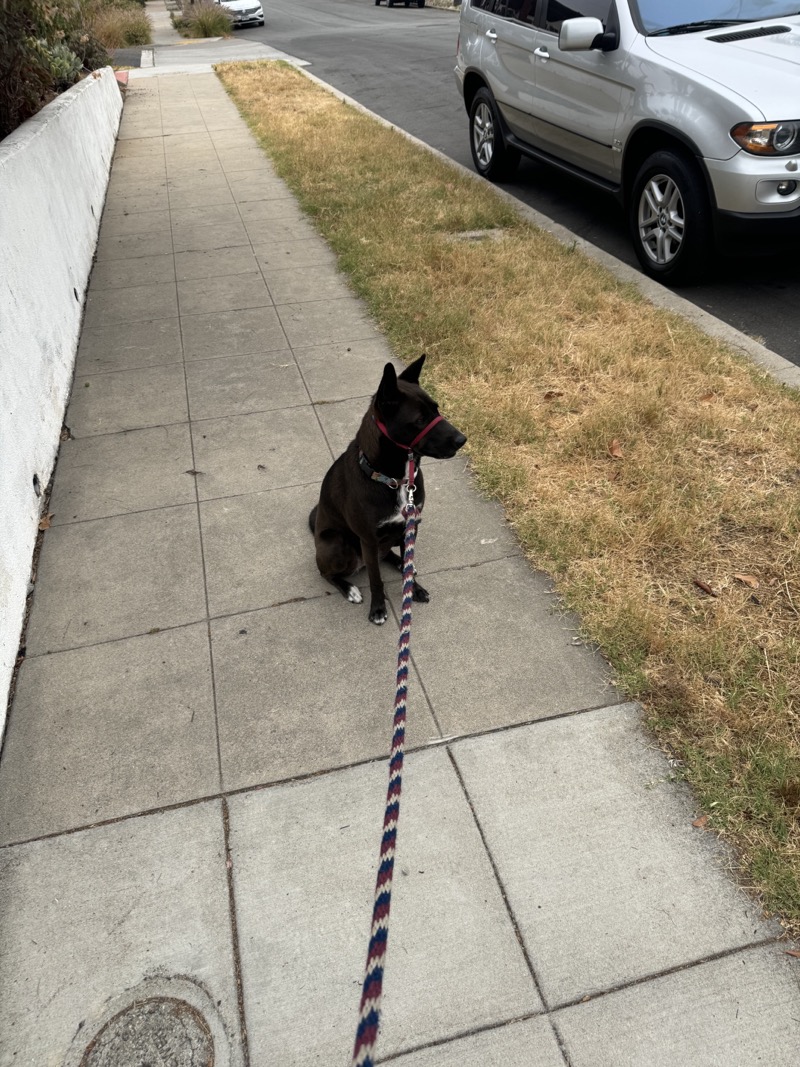 A picture of a black dog named Bowie sitting, taken on July 1 2024 at 6:36 am